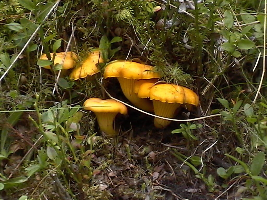  Image name: finferlo9.jpg 
 width: 1024 pixel 
 height: 768 pixel 
 Size: 276915 bytes 
 Click to enlarge 